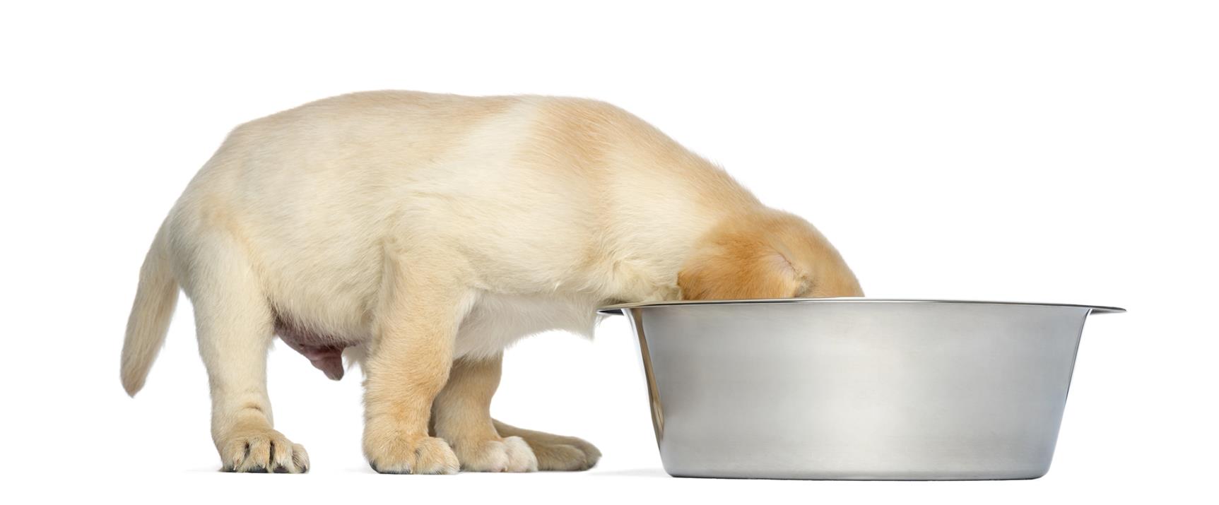Labrador Retriever Puppy, 2 months old, with head in a big dog bowl, isolated on white